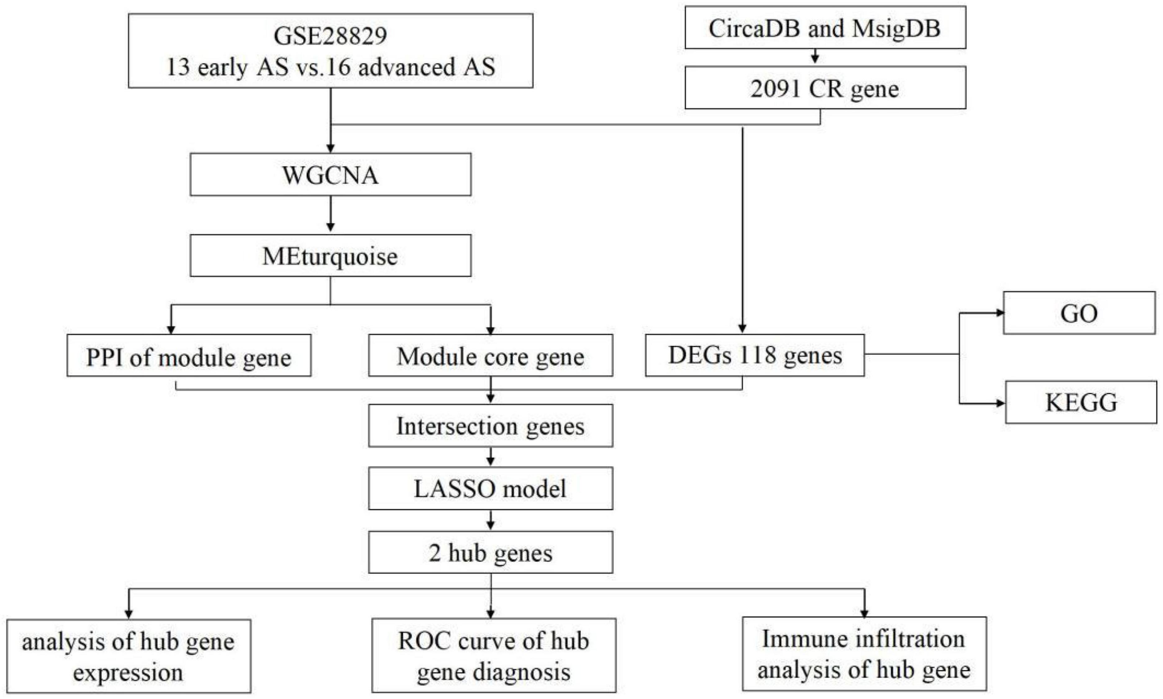 Screening for key genes in circadian regulation in advanced atherosclerosis: A bioinformatic analysis